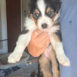 Liberty - Black tri-color female Australian Shepherd puppy in Pattison, Texas from Legacy Water Australian Shepherds