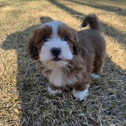 Bingo - Havanese