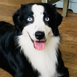 Jadis  - Australian Shepherd