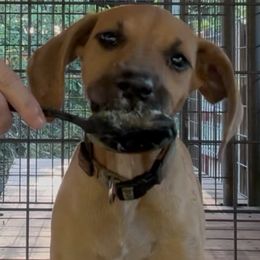 Cheese - Black Mouth Cur