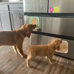 Dolly - Golden Retriever