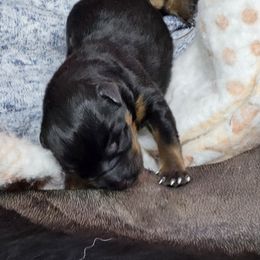 Tadpole - Black and rust Rottweiler puppy in Meadowview, Virginia from Von Dara Rottweilers