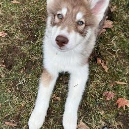 Native American Indian Dog Puppies from Corn Moon Kennels