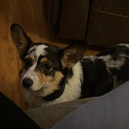 Darla - Pembroke Welsh Corgi