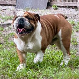 Ozzie - Bulldog