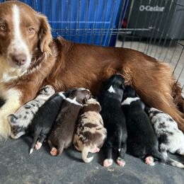 Australian Shepherd puppies from Sugar Camp Aussies