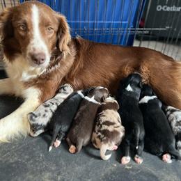 Australian Shepherd puppies from Sugar Camp Aussies