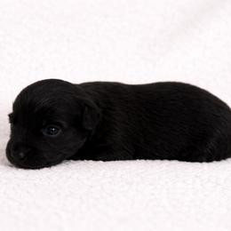Blossom - Black & white female Australian Shepherd puppy in Delta, Colorado from SATA Kennels