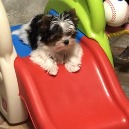 Biewer Terrier Puppies from Magical Biewers