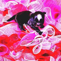Stinker - Black male Shih Tzu puppy in Willard, Utah from Shih-tzu Queen