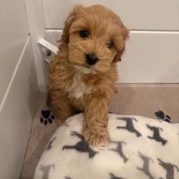 Maltipoo puppies from Pnwfamilydoodles
