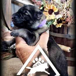 Luna - Black and silver female German Shepherd puppy in Sequim, Washington from German Shepherd Haus