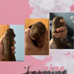 Jasmine - Chocolate female Dachshund puppy in Brazil, Indiana from King Duke Dachshunds