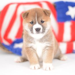 Asahi - Red Boy 🩵 - Red male Shiba Inu puppy in Neosho, Missouri from Sunny Terrace Shibas
