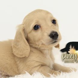 Dachshund Puppies from Piney Woods Miniature Dachshunds