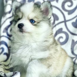 Pomsky Puppies from BittyPomsky