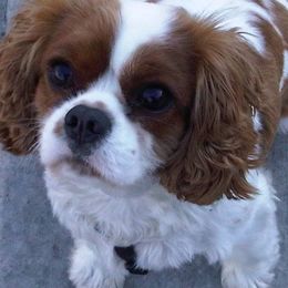 Cavalier King Charles Spaniels from Promotory Cavaliers