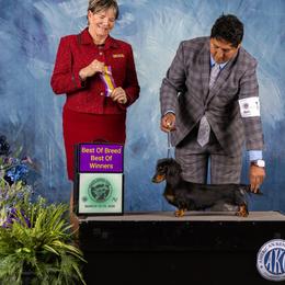 AKC CH Lolly - Dachshund