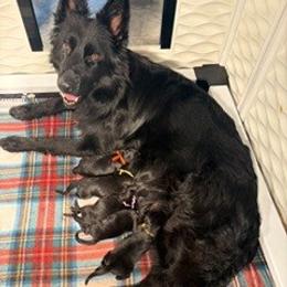 Girl 1 - Black and red female German Shepherd puppy in Valley Springs, South Dakota from Von Pasch German Shepherds
