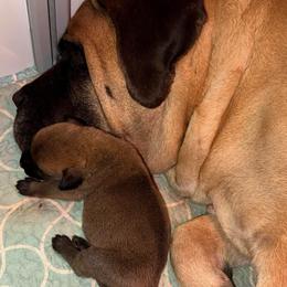 Neil Down - Fawn male Mastiff puppy in Carthage, Missouri from Mama’s Mastiffs