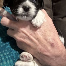 Havanese Puppies from Rose Hill Havanese