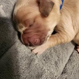 Miss Blue - Golden female Golden Retriever puppy in Phoenix, Maryland from Tamarind Goldens