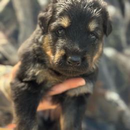 Willow - Black and tan female German Shepherd puppy in Barnhart, Missouri from Combat Creek German Shepherds