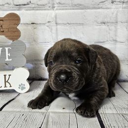 Boerboel Puppies from Standing Stone Boerboels