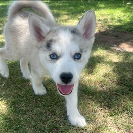 Charlie - Merle male Pomsky puppy in Amarillo, Texas from Pom Pom Pomskies