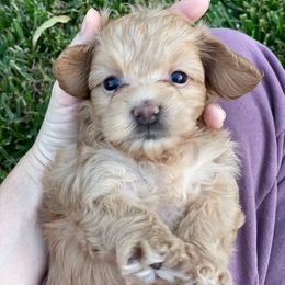 Maltipoo Puppies from Piper N Penny
