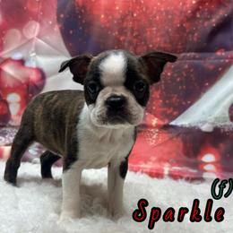 Sparkle - Black brindle and white female Boston Terrier puppy in Charleroi, Pennsylvania from KC’s Boxers