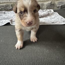 Boy 1 - male Australian Shepherd puppy in California, Kentucky from R and B Aussies