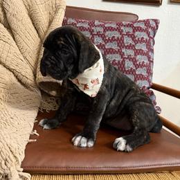 Shadow - Black brindle female Cane Corso puppy in Utah from 3Lake Kennelz