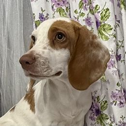 Chloe - Lemon and white female Beagle puppy in West Plains, Missouri from Puppiesulove