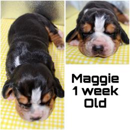 Maggie - Black brown and white female Basset Hound puppy in Jacksboro, Texas from Basset Hounds of Jacksboro, Tx