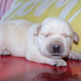 Atlanta - Yellow female Labrador Retriever puppy in Camden, Indiana from Prebleridge Acres