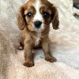 Elphaba (green collar) - Ruby female Cavalier King Charles Spaniel puppy in Acworth, Georgia from Cumberland Cavaliers