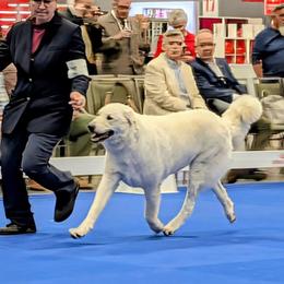 Val - Kuvasz