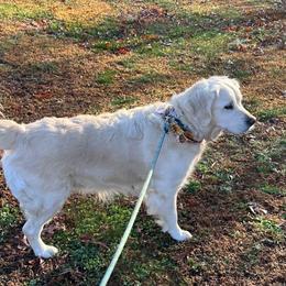 Ava - Golden Retriever