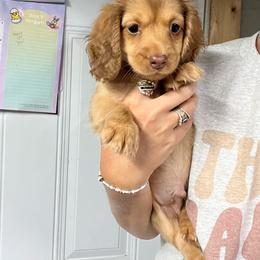 Jack - Red male Dachshund puppy in Oklahoma from Rockin’ S Kennel