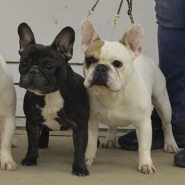 American Bulldog and French Bulldog All Grown Up from EliAna Kennels