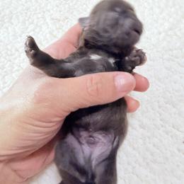 Boy 2 - Chocolate male Shih Tzu puppy in Ocala, Florida from Mimi's Shih-tzus of Ocala