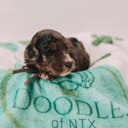 Grey Boy - Merle male Cavapoo puppy in Mckinney, Texas from Doodles of North Tx