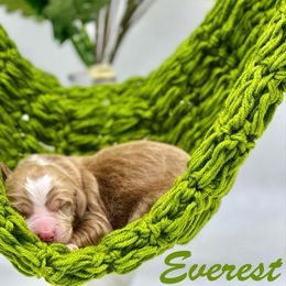 Everest - Red  male Goldendoodle puppy in Travelers Rest, South Carolina from Bailey Mountain Doodles