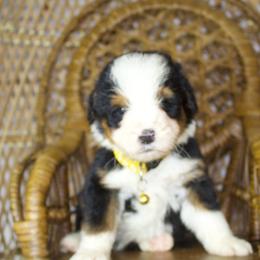 Yellow male - Tri-color male Bernedoodle puppy in Belgreen, Alabama from Scott’s Farm Poodles and Doodles