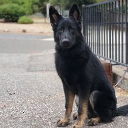 Boy 1 - German Shepherd puppy in Modoc County, California from Vom Marischal Working Lines German Shepherd Dogs