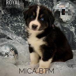Mica - Black tri-color male Australian Shepherd puppy in Petersburg, Indiana from Royal Aussie’s