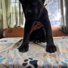 Yellow - Black female Cane Corso puppy in Norwalk, California from Gaxx Corsos
