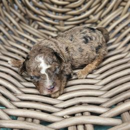 Boy 1 - Saint (chocolate merle) - Merle male Cavapoo puppy in London, Kentucky from Blue Meadow Puppies