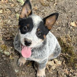 Female 07 - Blue speckled female Australian Cattle Dog puppy in Sheridan, Oregon from 6pk Cattledogs